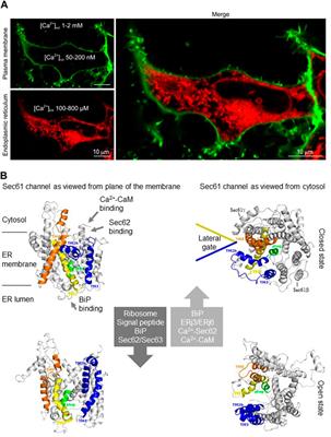 Editorial: The evolving picture of Ca2+ leak from endoplasmic reticulum in health and diseases